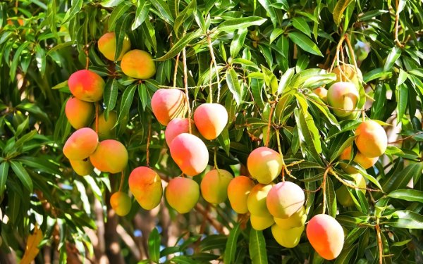 Mango Tree