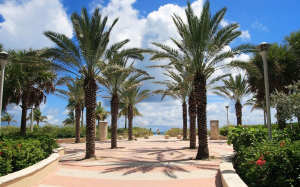 Path and palm trees leading to the beach