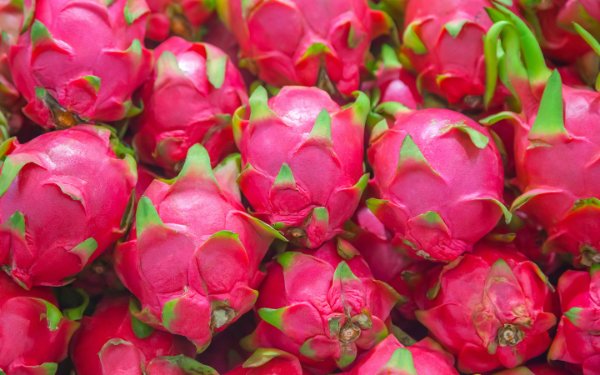 Pink Dragon Fruit