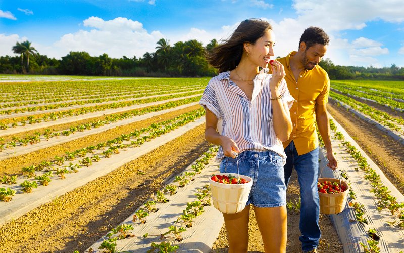 Couple strawberry picking at The Berry Farm in Homestead