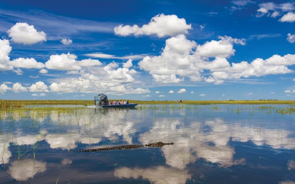 Airboat and alligator in the Everglades