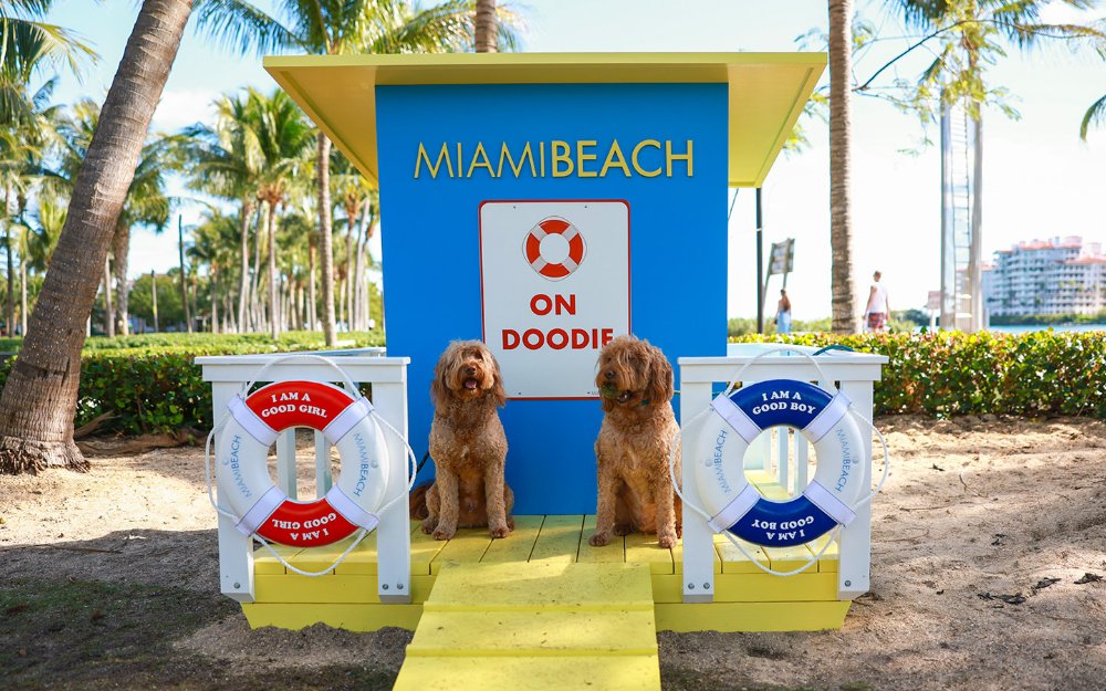 Dogs enjoying Miami Beach