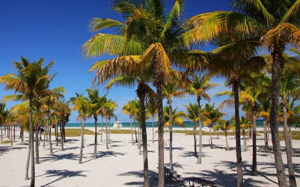 Palm trees at Crandon Park Beach