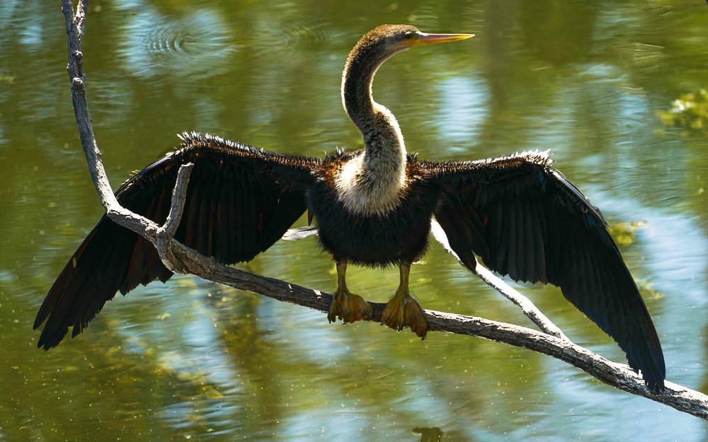 Anhinga drying its wings at Big Cypress