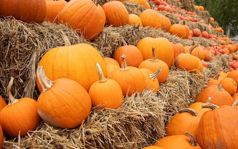 Different size pumpkins sitting on top of hay stacks