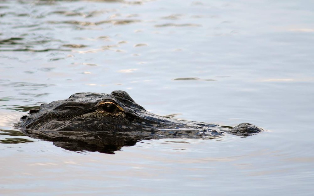 Alligator in the water