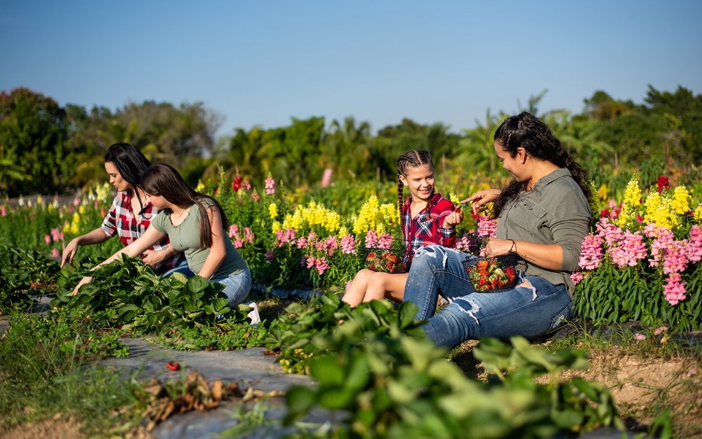 Group picking strawberries at Burrs Berry Farm